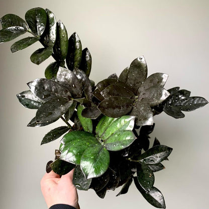 zz plant vs raven zz Raven' ZZ plant – Jardineries Botanix
