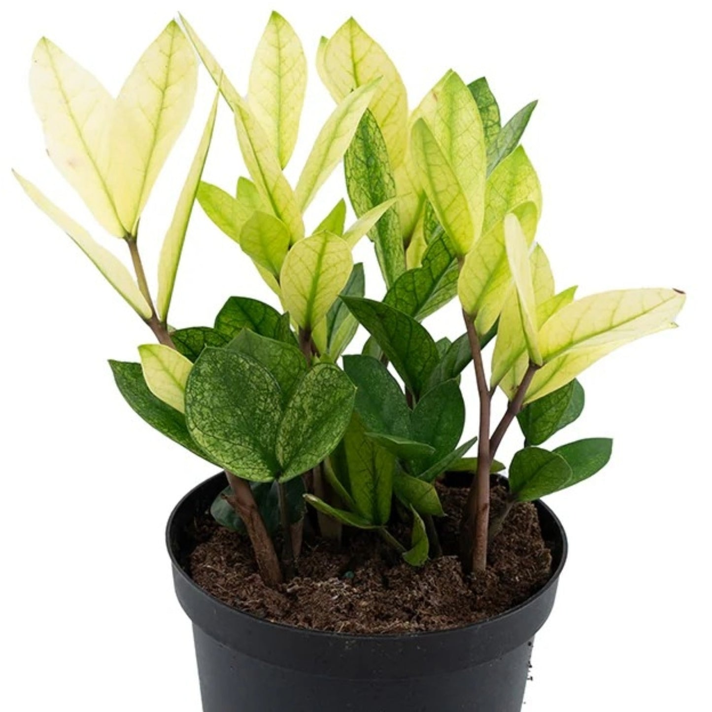 Zamioculcas zamiifolia 'Chameleon' - 'Chameleon' ZZ Plant