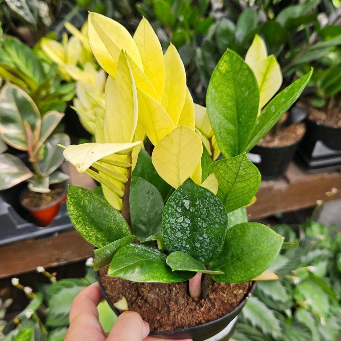 Zamioculcas zamiifolia 'Chameleon' - 'Chameleon' ZZ Plant