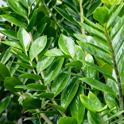 Zamioculcas zamiifolia – ZZ Plant