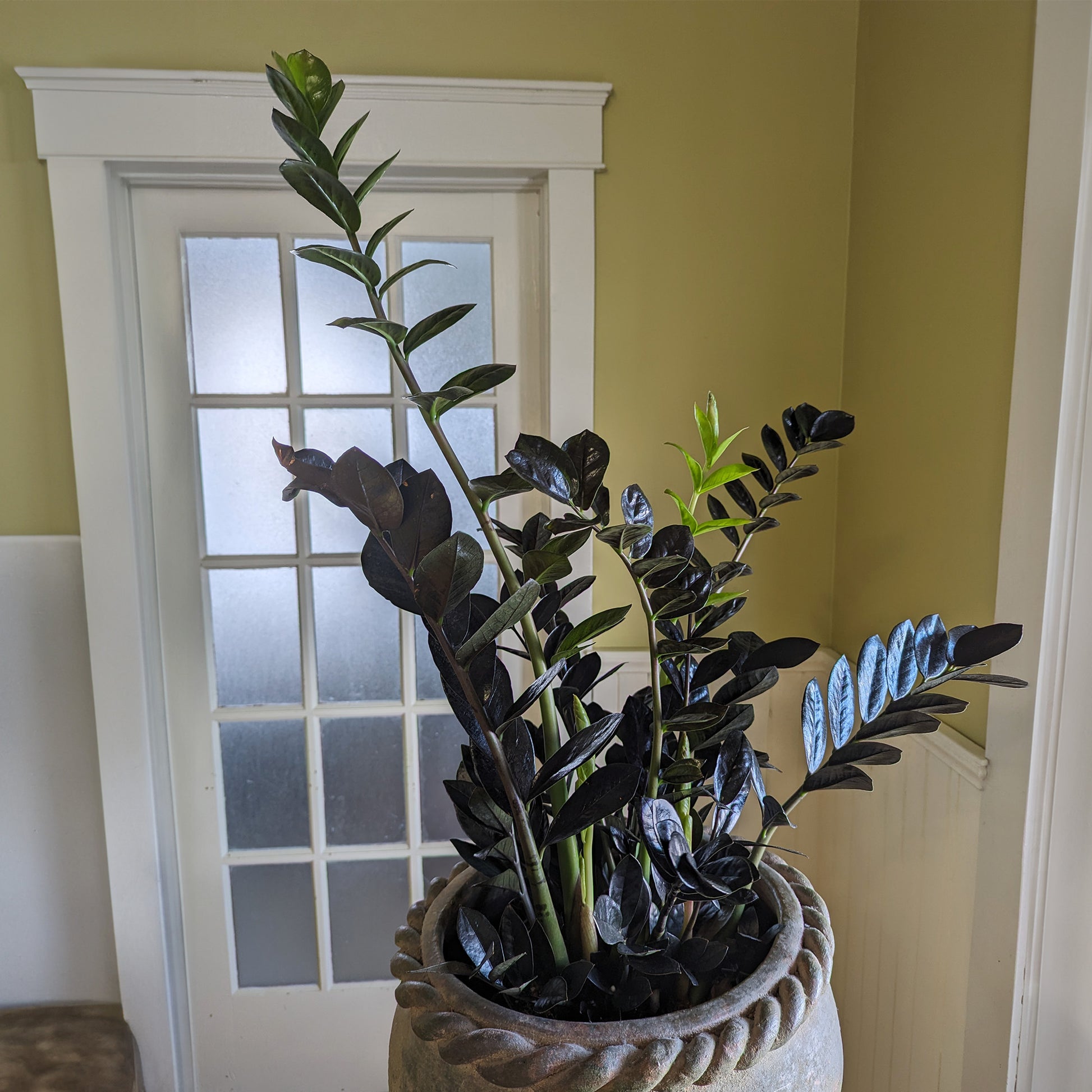 plante zz arrosage Plante ZZ noire, Faux zamier 'Raven®' – Jardineries Botanix