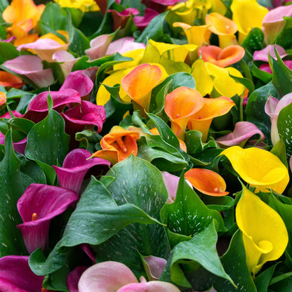 Zantedeschia spp. - Lys Calla