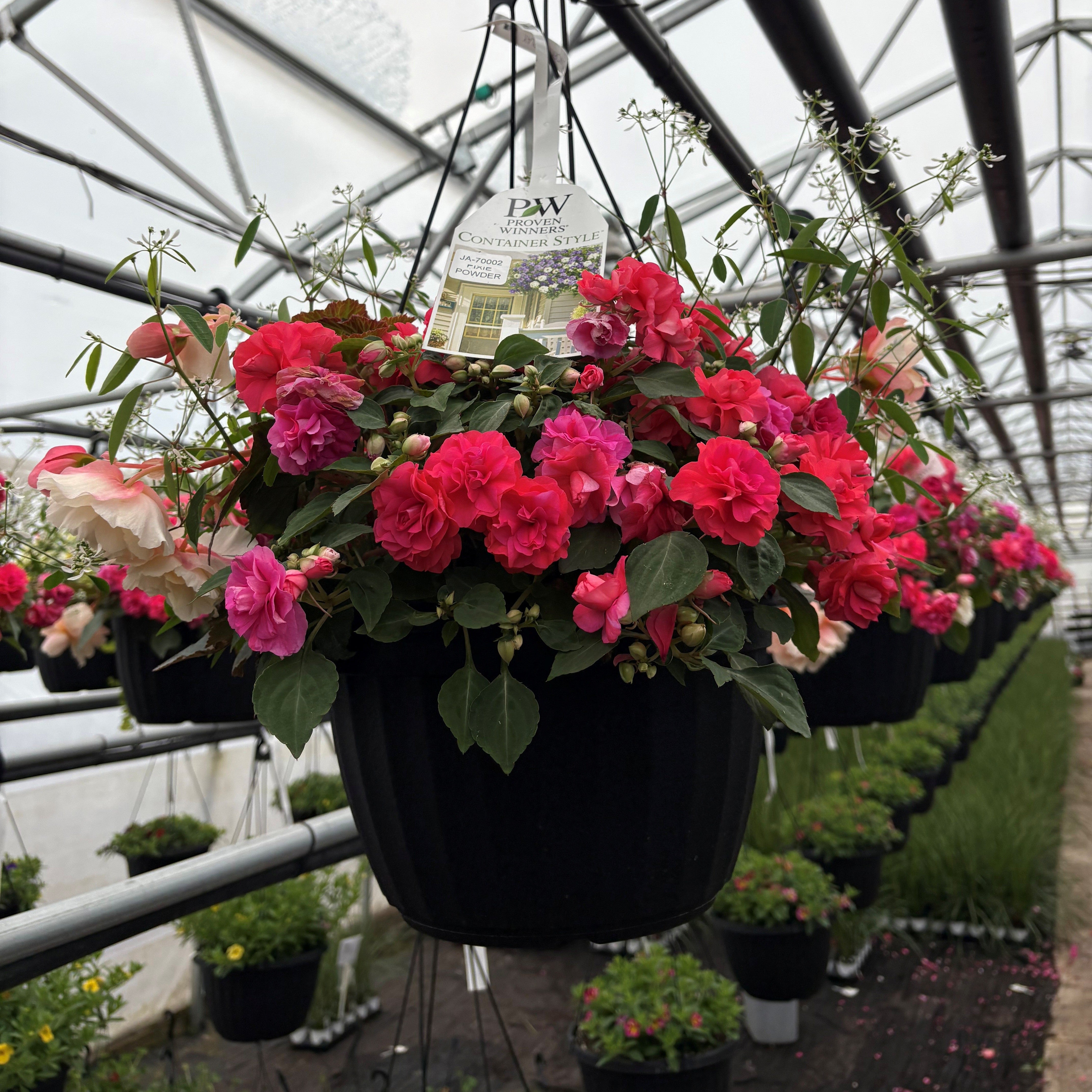Brighten Your Decor with the Pixie Powder™ Hanging Basket by