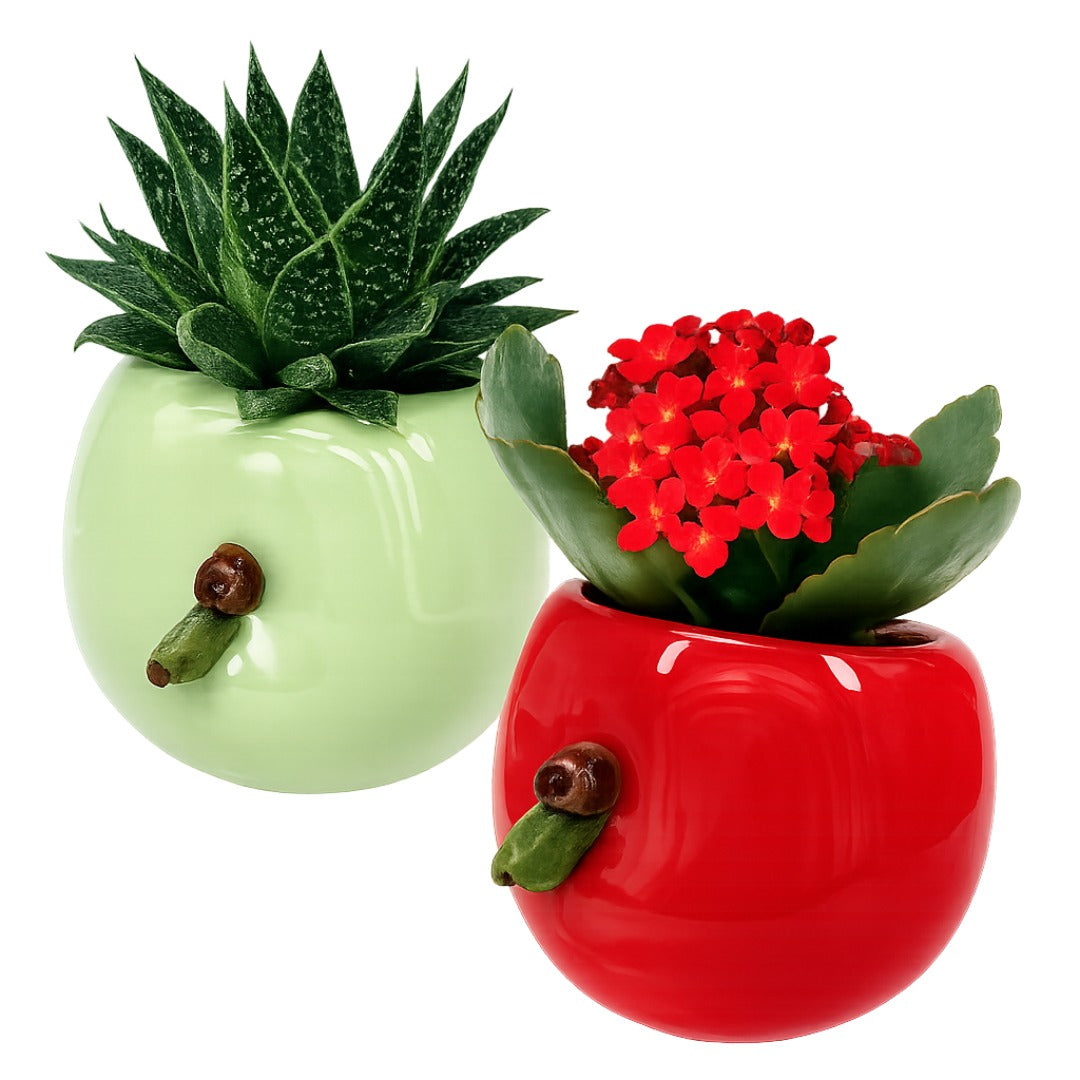  'Carlton' and 'Newton' Festive Planters with Plant