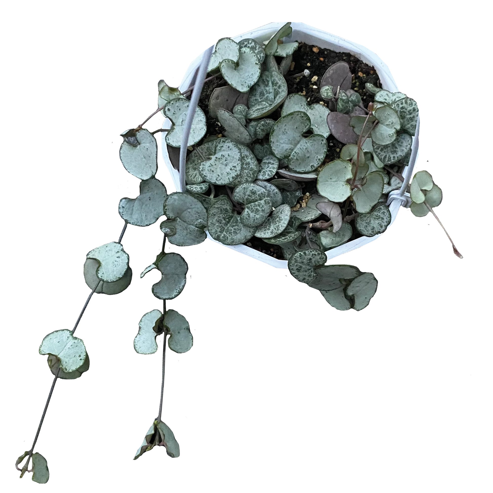 silver heart plant indoors Chain of hearts 'Silver Glory' – Jardineries Botanix