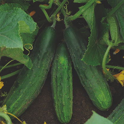 Our Must-Have Cucumber Varieties