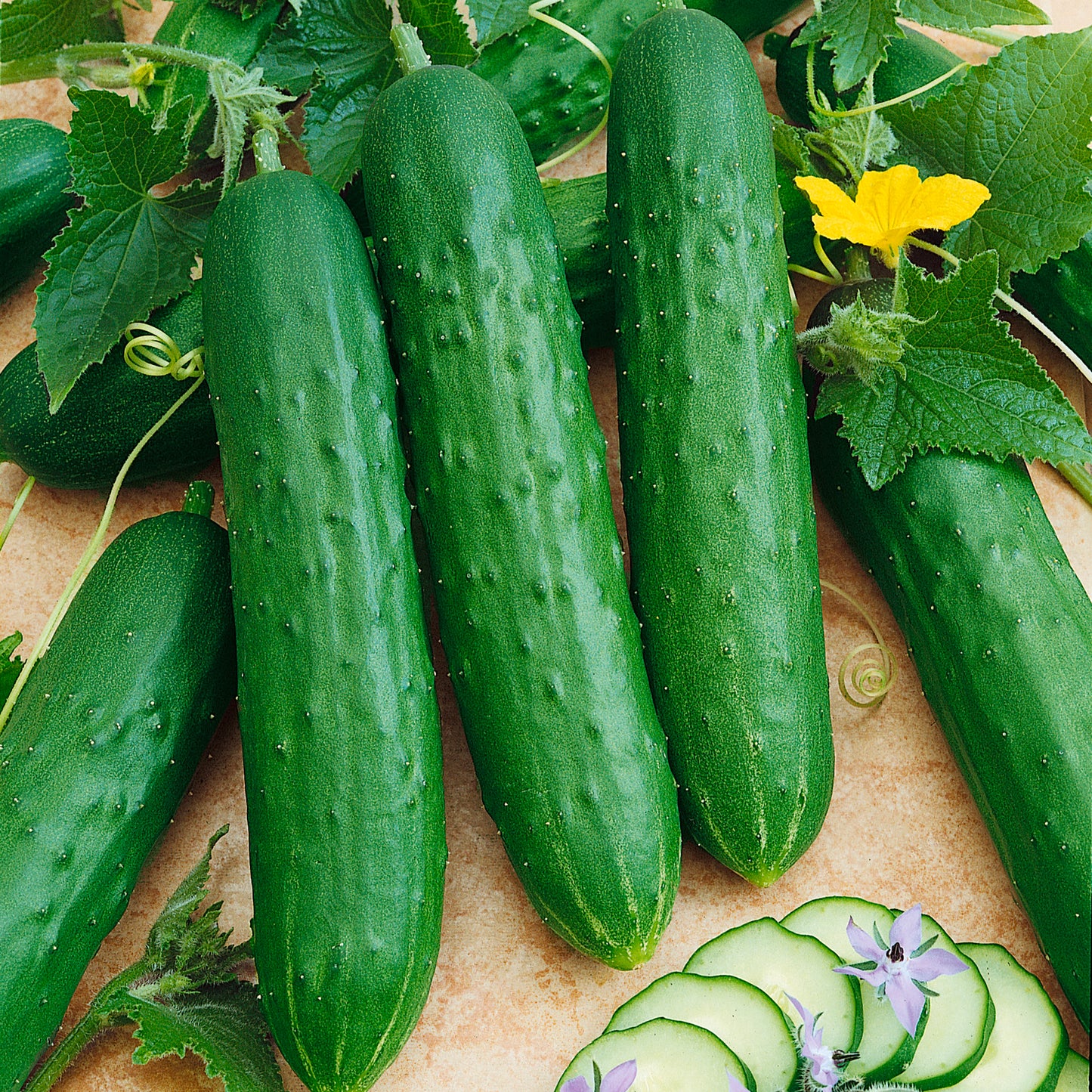 Our Must-Have Cucumber Varieties
