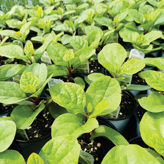 Ceylon Spinach