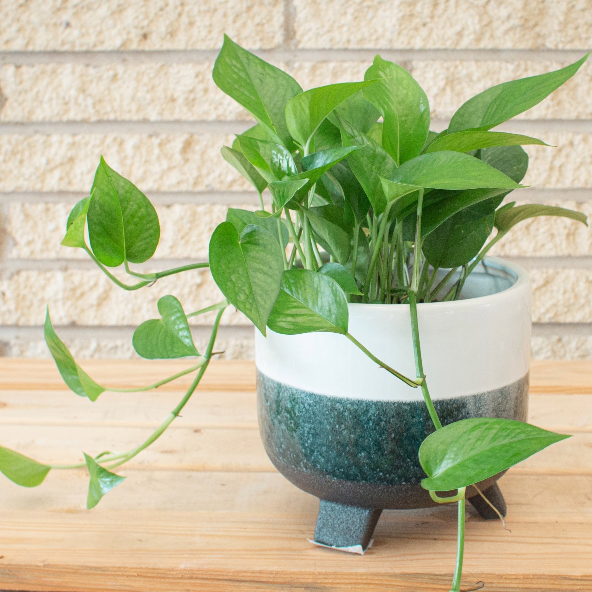 pothos retombant Pothos Jade | Le Champion de la Faible Luminosité | Epipremnum