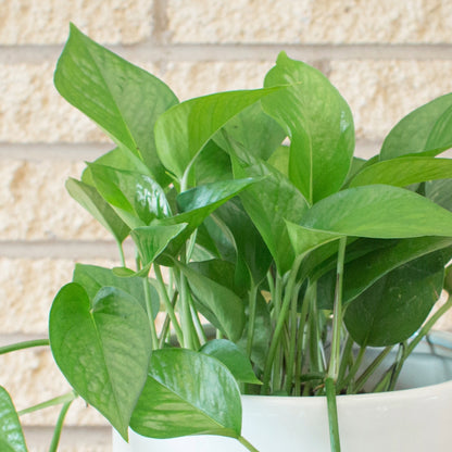 Epipremnum aureum 'Jade' – Jade Pothos