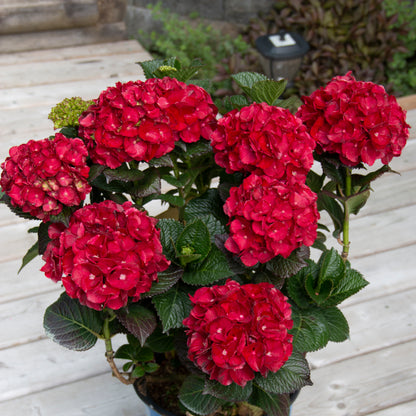 Hydrangea macrophylla 'Cherry-Go-Round' - Hydrangée 'Cherry-Go-Round'