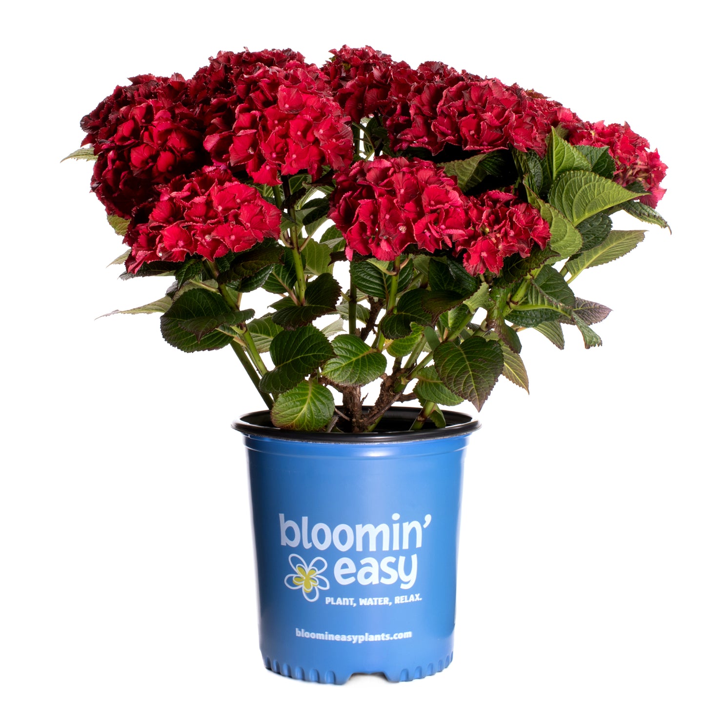 Hydrangea macrophylla 'Cherry-Go-Round' - Hydrangée 'Cherry-Go-Round'