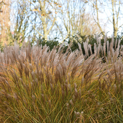Miscanthus sinensis 'Malepartus' – 'Malepartus' Miscanthus (Chinese Silver Grass)