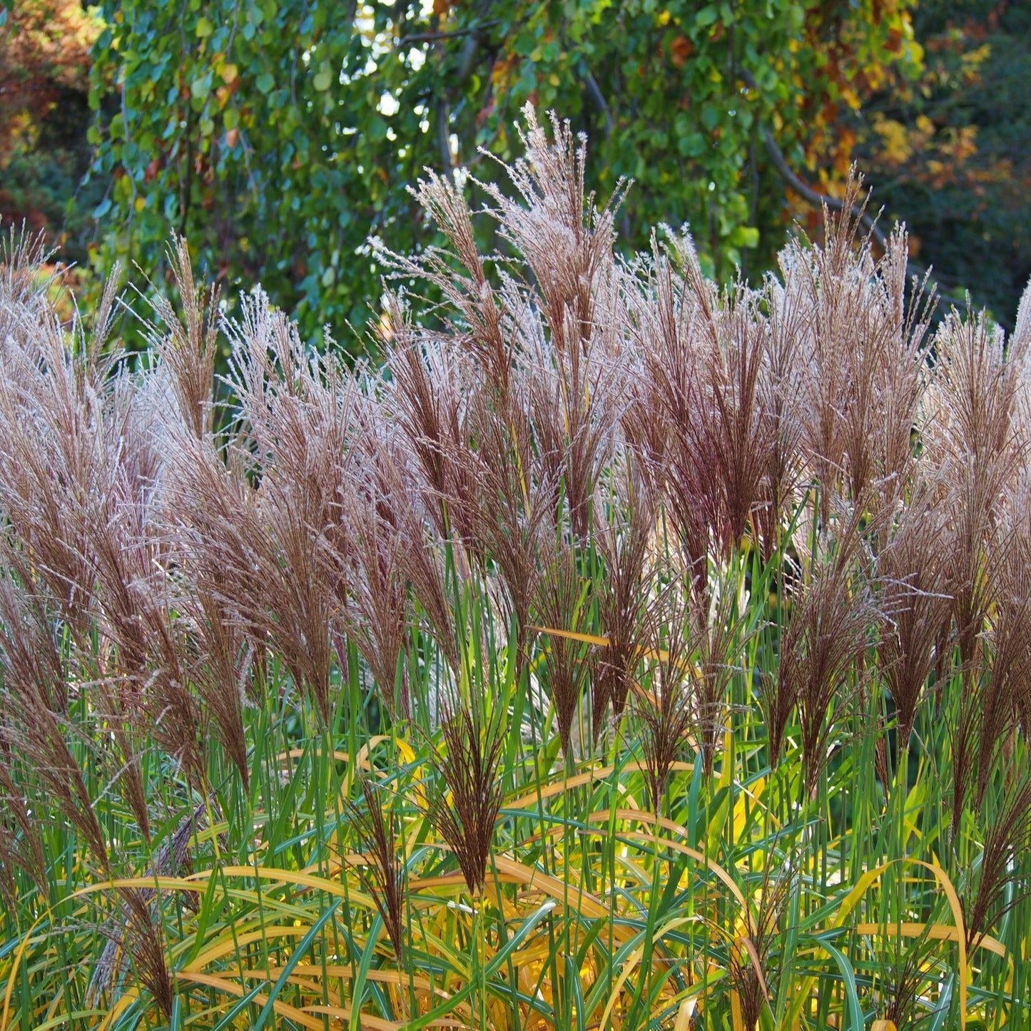 Miscanthus sinensis 'Malepartus' – 'Malepartus' Miscanthus (Chinese Silver Grass)