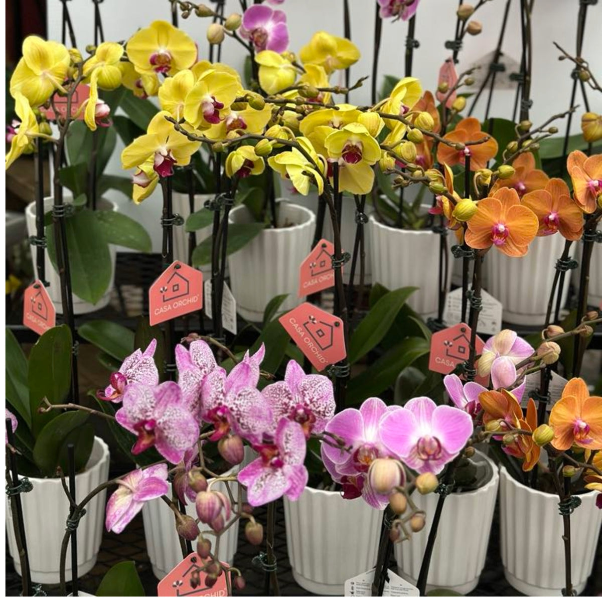 Pure Botanix Pure Elegance | Phalaenopsis Orchid | 1-2 Stems with Ceramic | Botanix ...