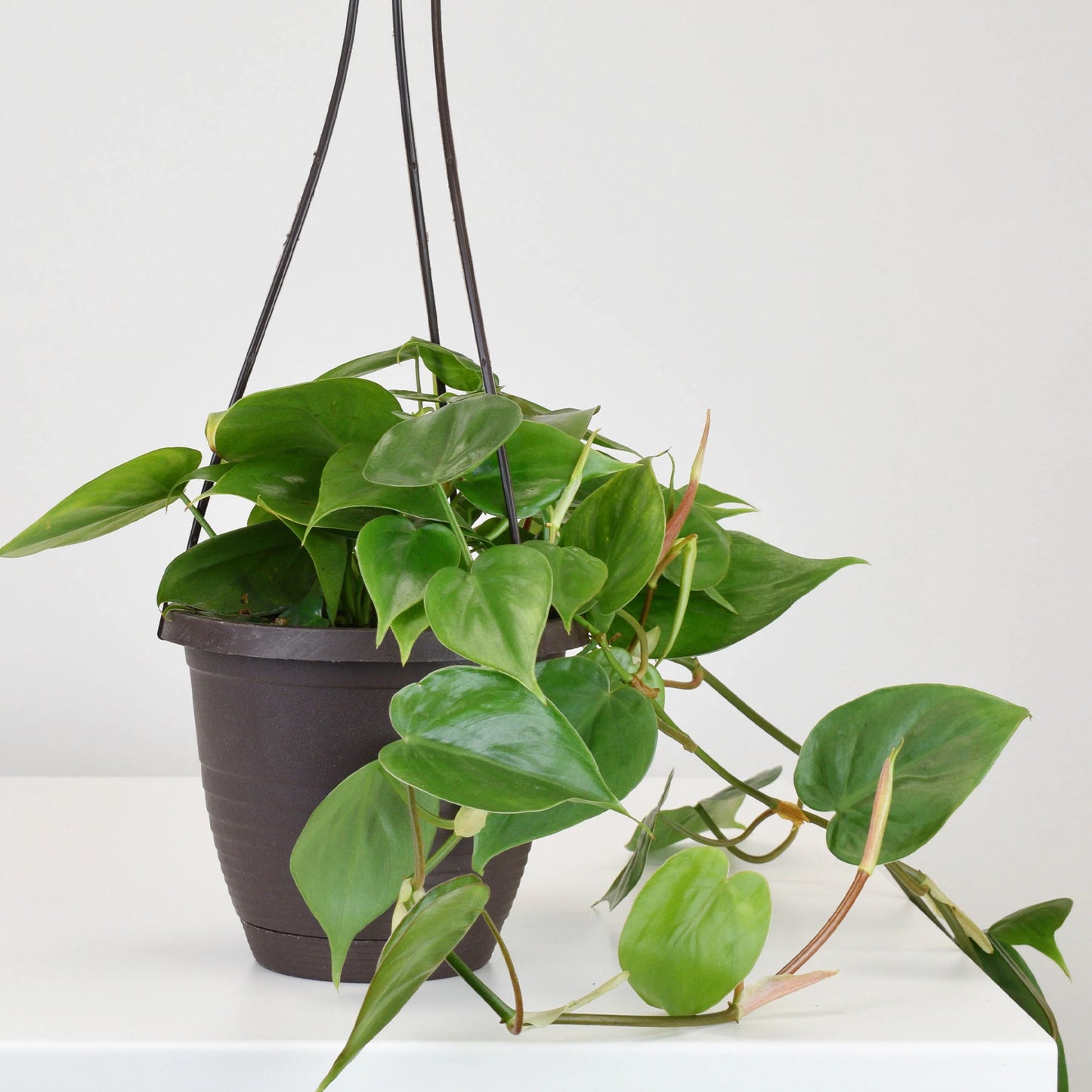 Assortment of tropicals plants in hanging basket in 20cm planter