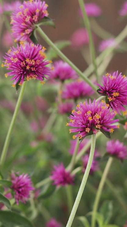 Gomphrena pulchella Truffula™ Pink - Globe Amaranth