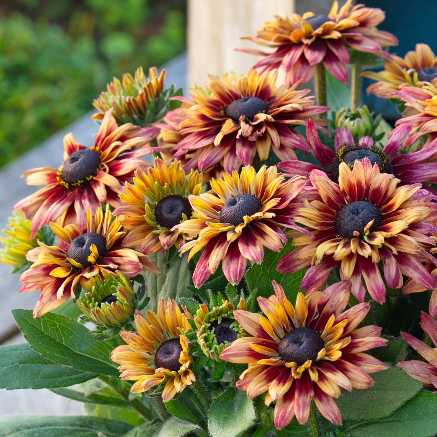 Rudbeckia hirta Sunbeckia® 'Graffiti Cherry' – 'Graffiti Cherry' Black-Eyed Susan