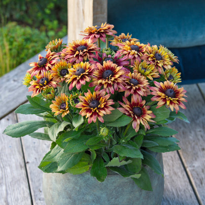 Rudbeckia hirta Sunbeckia® 'Graffiti Cherry' – 'Graffiti Cherry' Black-Eyed Susan