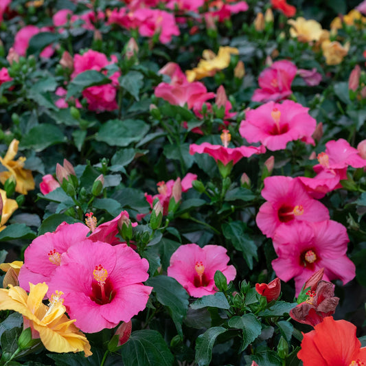 Selection of assorted hibiscus rosa-sinensis