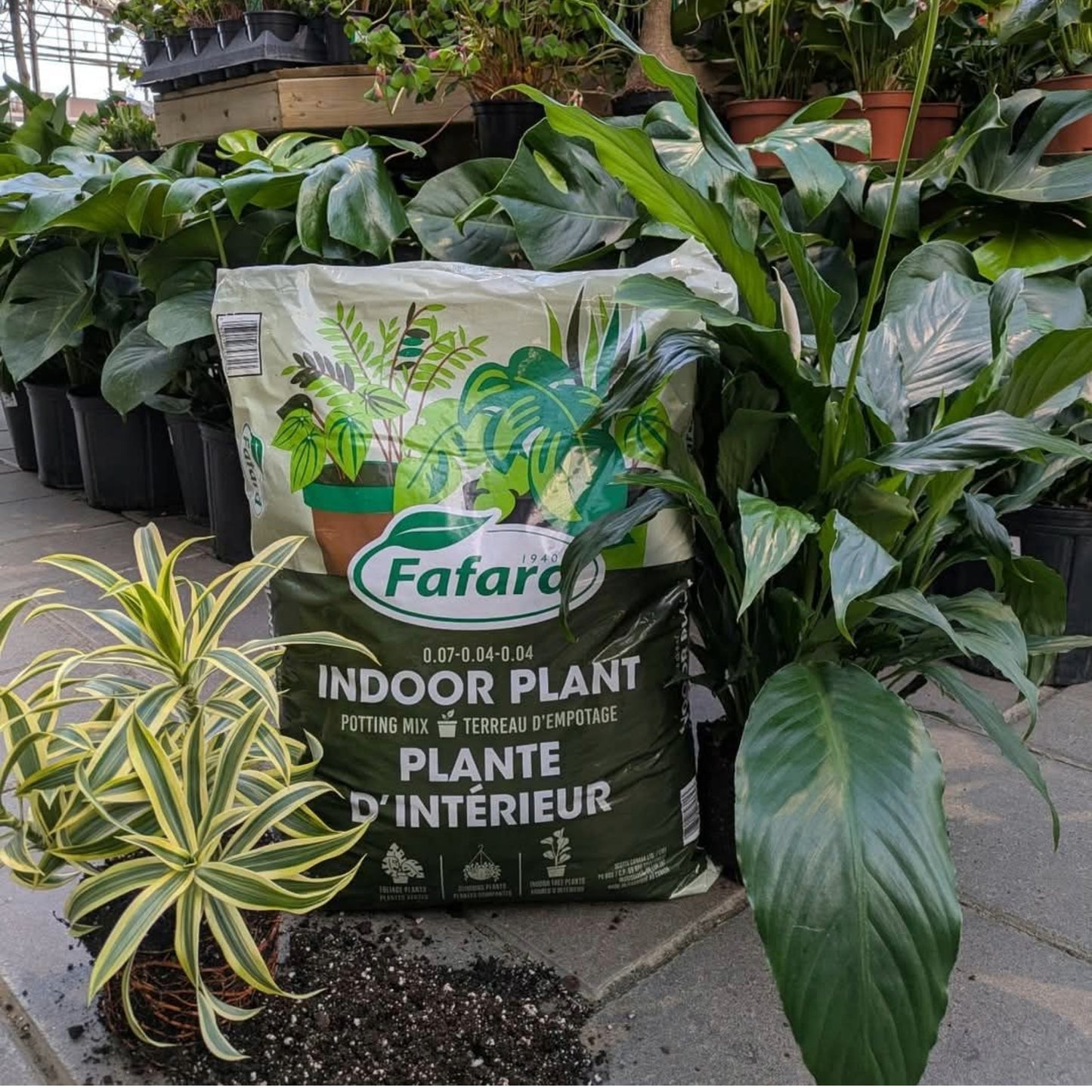 potting tropical plants Potting Mix: Healthy Indoor & Tropical Plants – Jardineries Botanix
