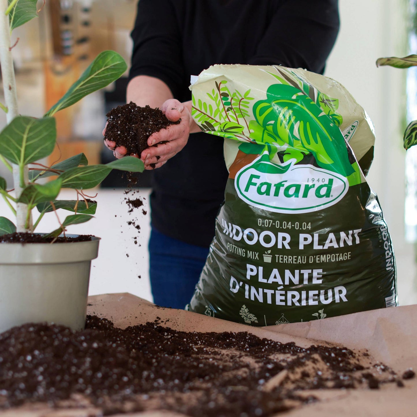 tropical plant potting mix Potting Mix: Healthy Indoor & Tropical Plants – Jardineries Botanix