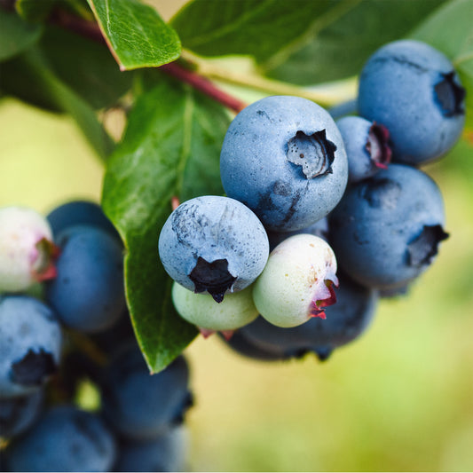 Early Lowbush Blueberry