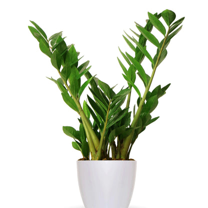Zamioculcas zamiifolia – ZZ Plant